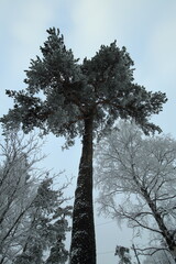 Tall beautiful pine tree on a winter sunny day