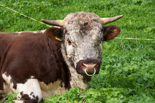 Portrait of a bull with nose ring