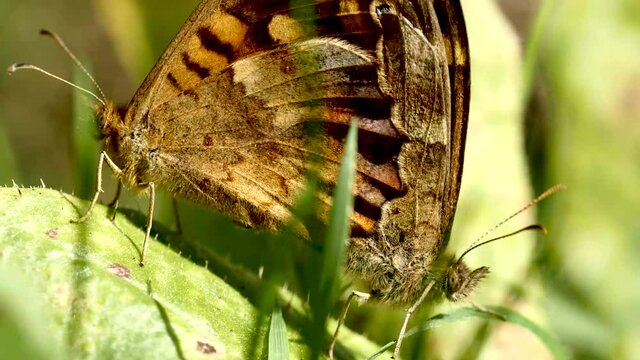Accouplement papillon.