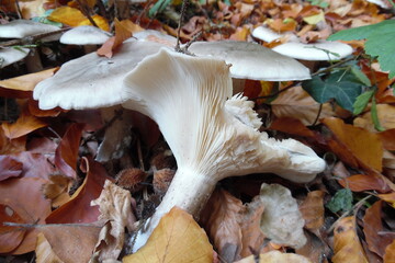 Eine Gruppe von weißen Pilzen mit Lamellen auf braunem feuchtem Herbstlaub. Half eaten white mushroom.