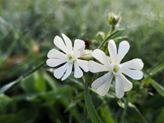 White flowers covered with dew drops in the garden  (Silene latifolia Poir.  White Cockle, White campion, Bladder campion, Maidenstears, Evening lychnis, Wide-leaved bladder campion)