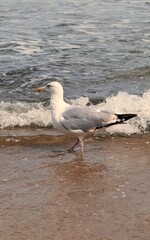 Herring gull walking on the beach.
