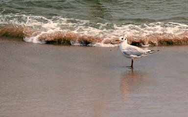 Seagull walking on the beach among the sea waves.