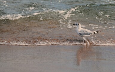 Seagull on the beach of the Baltic Sea.