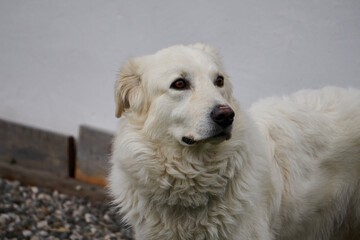 portrait of a white dog