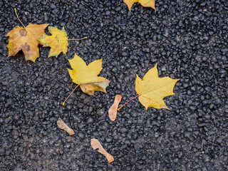 Background of autumn yellow leaves on black asphalt