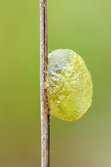 close up of a semi transparent caterpillar cocoon on a thin branch.