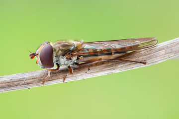 extreme close up of a mamalade hoverfly on a thin branch.