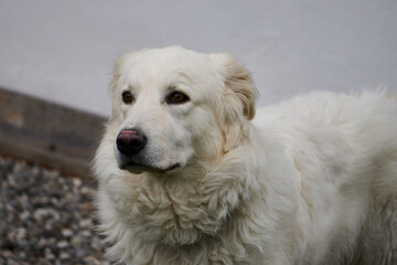 portrait of a white dog