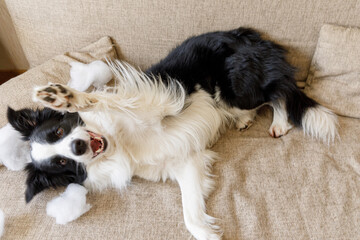 Naughty playful puppy dog border collie after mischief biting pillow lying on couch at home. Guilty...