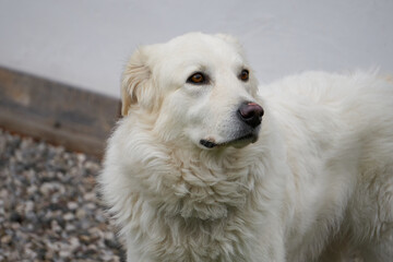 portrait of a white dog