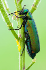 extreme close up of a green blister beetle on a fresh wild plant stem.