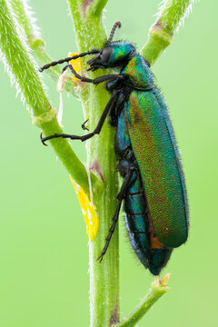 extreme close up of a green blister beetle on a fresh wild plant stem.