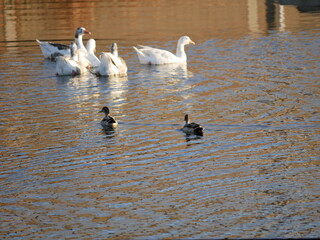 Aves