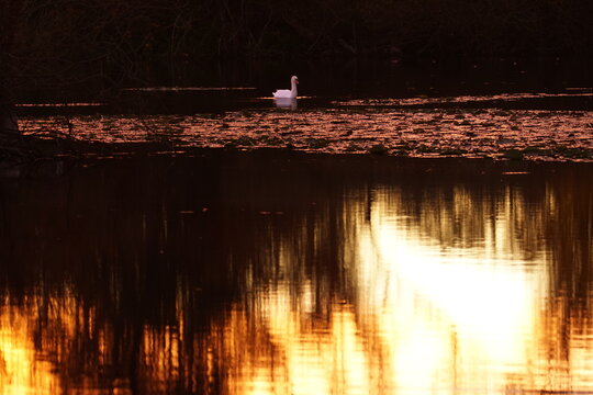 Lake reflecting the sunset