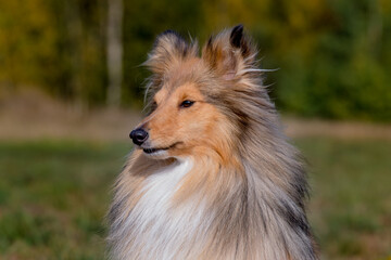 Stunning nice fluffy sable white shetland sheepdog puppy, sheltie  outside portrait on a sunny autumn day. Small cute Scottish collie dog, lassie with funny ears portrait with green background