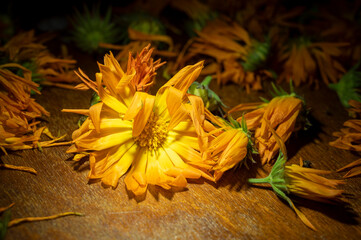 drying yellow flower, a flower on a wooden surface