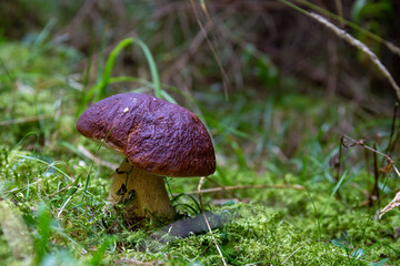 Boletus edulis (cep, penny bun, porcini) is a basidiomycete fungus, and the type species of the genus Boletus. Widely distributed in the Northern Hemisphere across Europe, Asia, and North America