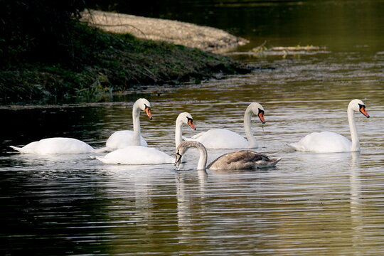 swans on the lake