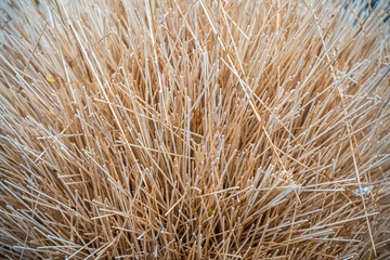 Pile of wooden food sticks