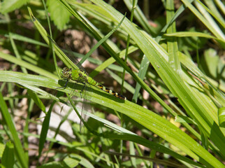 Eastern Pondhawk