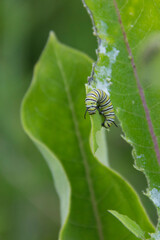Monarch Caterpillar Milkweed