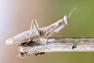 close up of a white wingless praying mantis at the top of a wild plant stem.