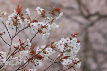 上千本の桜