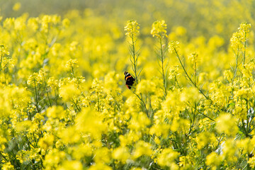 Schmetterling im Rapsfeld