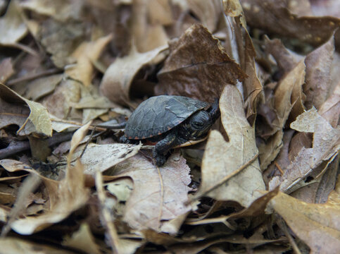 Painted Turtle Baby