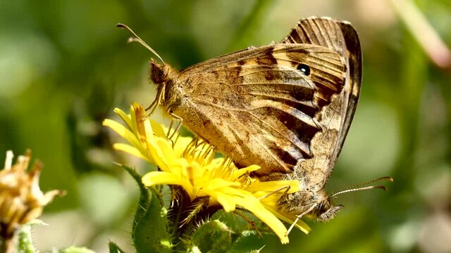 Accouplement papillon.
