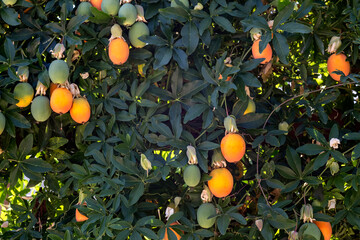 Orange fruits and leaves of passion flower close-up