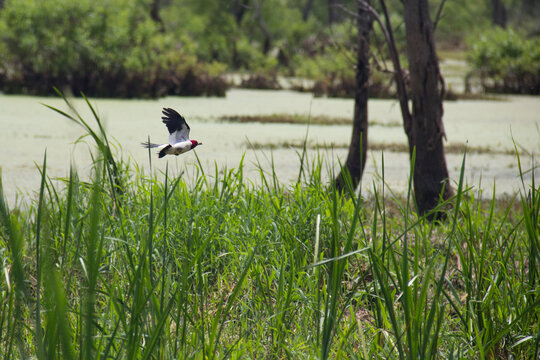 Red-headed Woodpecker in Flight