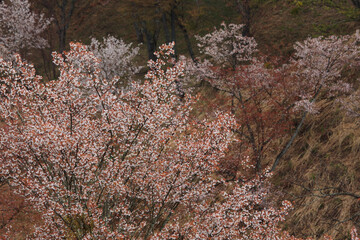 上千本の桜