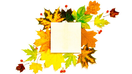 Naklejka na ściany i meble Abstract autumn. Frame made of Green, yellow dried leaves, red berry isolated on white background for greeting card. Festive autumn decor from pumpkins.