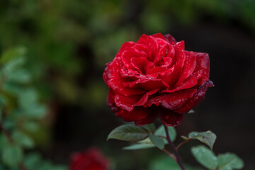 Lonely red rose in raindrops on a green background