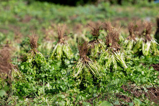Agriculture in Cartago Mountains, cropp potatoes, coriander, beet and carrots. Food does not grow in supermarkets. 