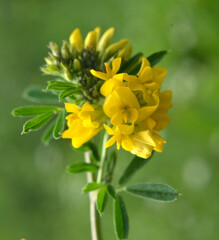 Fototapeta premium Blossoms of alfalfa sickle (Medicago falcata)