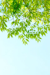 新緑の葉っぱ