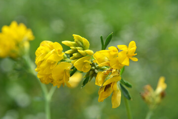 Fototapeta premium Blossoms of alfalfa sickle (Medicago falcata)