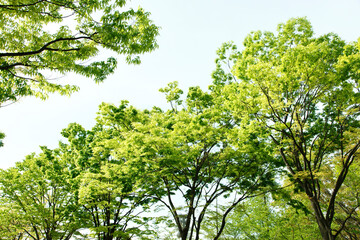 新緑の葉っぱ