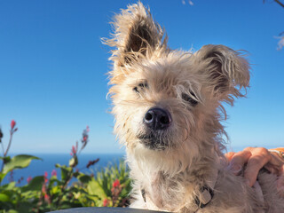 jack russell terrier-mix looks into the camera, behind is very blue sky