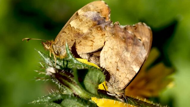Accouplement papillon.