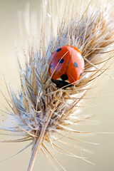 close up of  a seven spot ladybug on a dried foxtail grass.