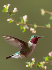 Fototapeta na wymiar A broad-tailed hummingbird hovers mid-air amidst flowers in Colorado