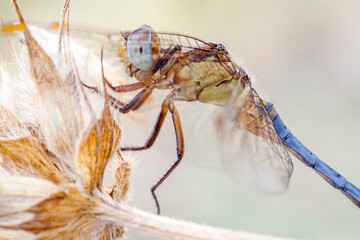 macro of a dragonfly on a wild plant with blue compound eyes. side view.
