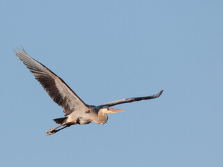 A great blue heron soars in the Wyoming evening sky.