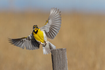 A western meadowlark alights on a fence post in Wyoming. - Powered by Adobe