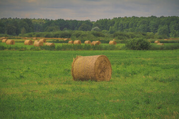 Hay rolls in green field