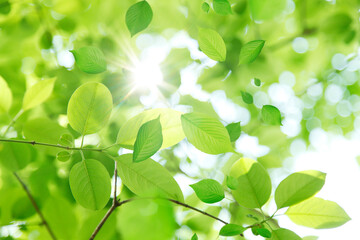 舞い散る新緑の葉っぱ